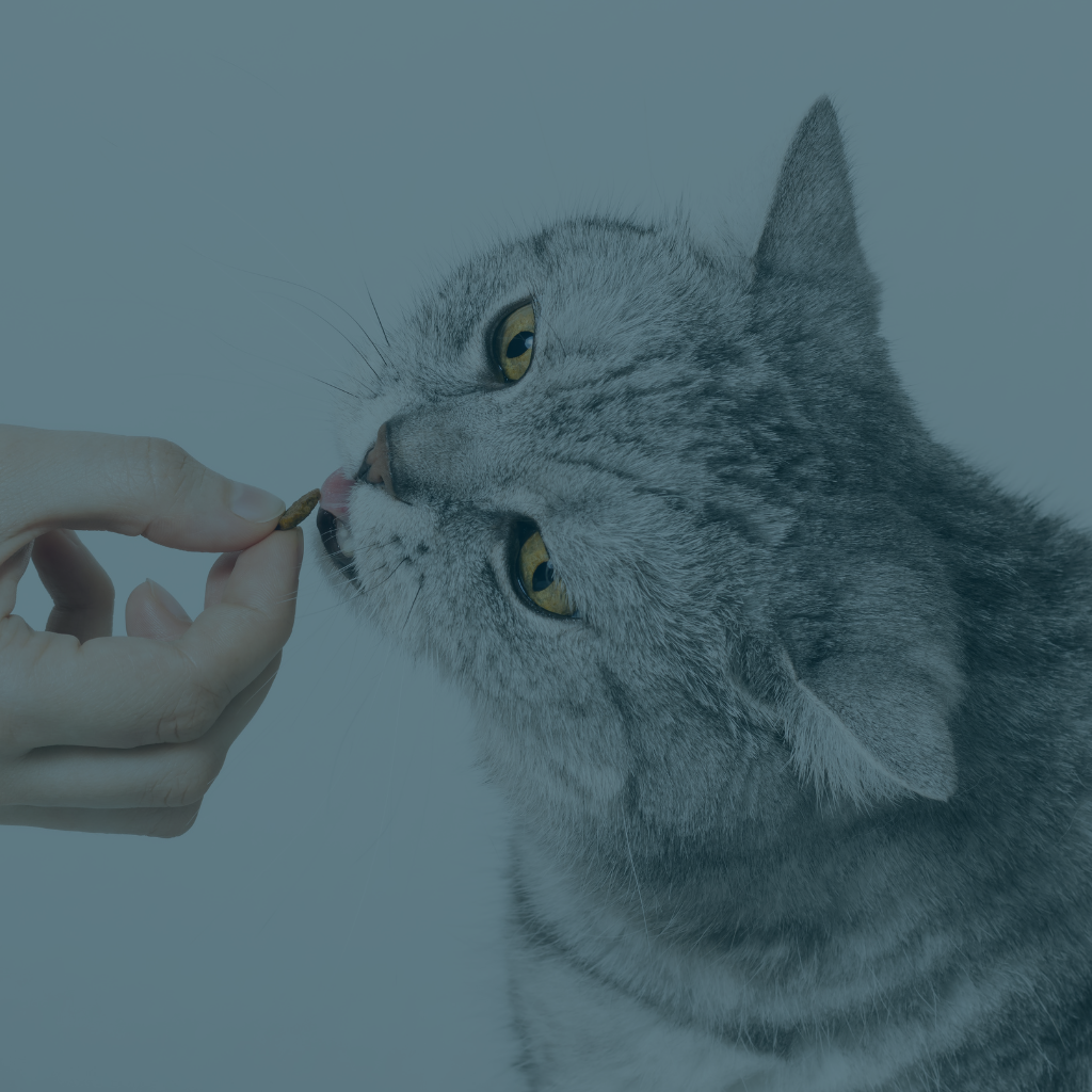 Giving a cat medication for common health problems in cats