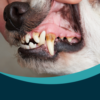 Dental disease in dogs