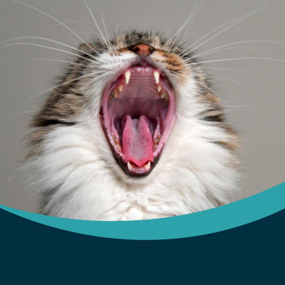 Dental disease in cats